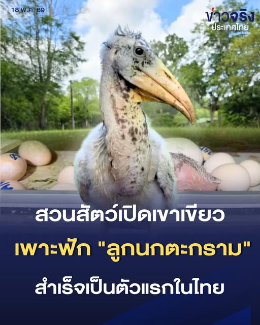 ชื่นชมสวนสัตว์เปิดเขาเขียว เพาะฟัก &ldquo;ลูกนกตะกราม&rdquo;สำเร็จครั้งแรกในไทย หลังสูญพันธุ์กว่า 40 ปี